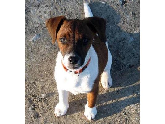 Τζακ ρασελ καθαροαιμο κουταβακι